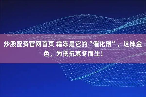 炒股配资官网首页 霜冻是它的“催化剂”,这抹金色,为抵抗寒冬而生!